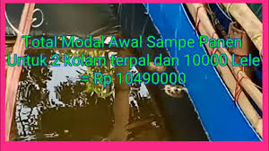 Oleh sebab itu, baiknya anda simak ulasannya dibawah ini agar bisa belajar lagi sebelum mulai. Analisa Modal Bisnis Ternak Lele Dari Awal Hingga Panen Konstruksi Kolam Terpal Bulat Budidaya Ikan Lele Bioflok