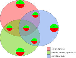 Which statement about animal cell junctions is false. Genes Responsible For Proliferation Differentiation And Junction Adhesion Are Significantly Up Regulated In Human Ovarian Granulosa Cells During A Long Term Primary In Vitro Culture Springerlink
