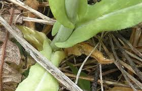 Image result for Turritis