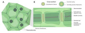 Plant Cell Definition Labeled Diagram Structure Parts Organelles