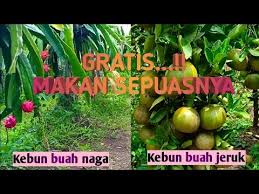 Maybe you would like to learn more about one of these? Wisata Kebun Jeruk Lombok Tengah Yang Lagi Ngetrend Gerai News