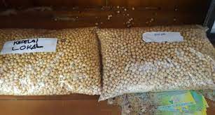 Kedelai jenis liar glycine ururiencis, merupakan kedelai yang menurunkan berbagai kedelai yang kita kenal sekarang (glycine max (l) merril). Kedelai Lokal Lebih Segar Dan Enak Loh