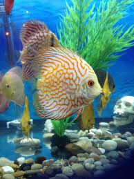 Discus Fish Discus Fish Beautiful Sea Creatures Tropical Fish Tanks