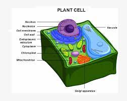 Maybe you would like to learn more about one of these? Pigments Provide The Cells With The Typical And Variegated Plant Cell Anatomy Diagram Png Image Transparent Png Free Download On Seekpng