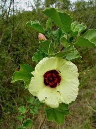 Image result for Cienfuegosia hildebrandtii