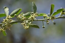 Image result for Balanites