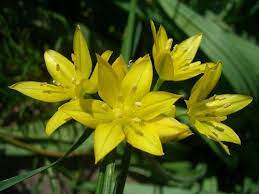 Allium Moly Flowers In June July Sylvaen S Garden Onion Flower Planting Bulbs English Country Gardens