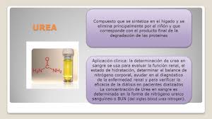 Los riñones mantienen la creatinina en la sangre en un rango normal. Determinacion De Urea Creatinina Clearence Acido Urico Y Nitrogeno Ureico Mg Tatiana Del Castillo De Loayza Ppt Descargar