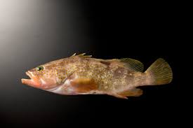 キジハタ｜富山の食材 検索｜越中とやま食の王国 富山県の食文化を伝える公式サイト