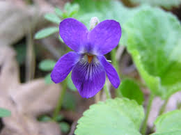 Image result for Viola abyssinica