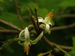 Image result for Grewia arborea