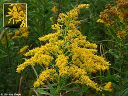 Solidago Altissima Tall Goldenrod Minnesota Wildflowers