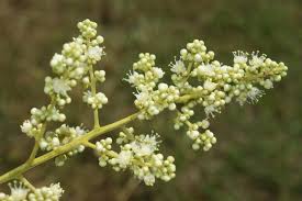 Image result for Sapindus saponaria