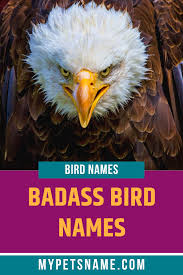 Birds Of Prey Pictures And Names Badass Bird Names In 2020 Cool Pet Names Pet Names Bird