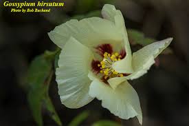 Image result for Gossypium