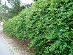 Madreselva es el nombre común con el que se conoce a la lonicera caprifolium, una planta con flores perteneciente a la familia caprifoliaceae. Madreselva Lonicera Japonica Plantas Riomoros