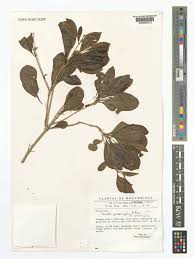 Image result for Pavetta gardeniifolia