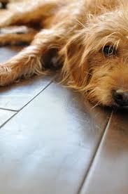 1) boise has many direct flights to california locations. If Chloe S Mohawk Was All Over Labradoodle Goldendoodle Labradoodle Goldendoodle Breeders