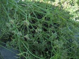 Image result for Pimpinella afra
