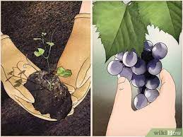 How To Start A Vineyard (With Pictures) - Wikihow