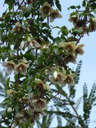 Check spelling or type a new query. Clematis Cirrhosa Var Balearica Art And Science Of Horticulture