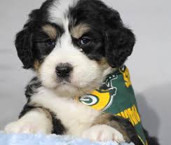 The mini bernedoodle is a companion dog! Bernedoodle Puppies For Sale Standard And Mini F1 And F1b Home Facebook