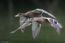 Birds Of Northern Illinois Birds In Northern Illinois Chromik Mallard Photo Contest Birds