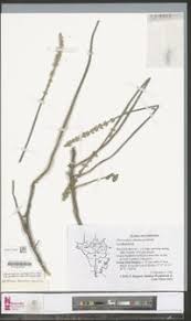 Image result for Coleus cylindraceus