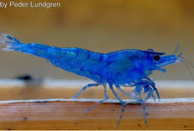 We did not find results for: Neocaridina Heteropoda Blue Velvet Blue Dream