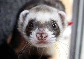 Ferrets need a lot of attention, and they should receive a considerable amount of out of cage time every day. Owning A Ferret Texas Pet Owner S Guide Texvetpets