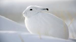 These two arctic hares are pictured fighting in the snow in thule, greenland. Pin By Morgan Mclean On Semiphoto Rabbit Wallpaper Animals Bunny Wallpaper