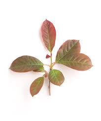 Maybe you would like to learn more about one of these? Wildfire Black Gum Bower Branch