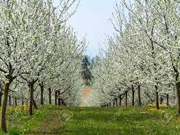 For new trees, you may have to do quite a bit of pruning to make sure the tree is growing strong. Many Flowering Fruit Trees In Spring Tree Bloomed In The Spring Stock Photo Picture And Royalty Free Image Image 53973574