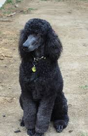 We'll walk you through the basics of creating doodle polls in this article: Poodle Doodle Keto Low Carb Poodle Doodles Thm S Sugar Free Pinky Doodle Poodle Is A High Energy Rock Band Ta Staple