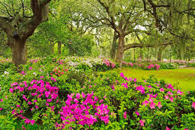 Download, share and comment wallpapers you like. 76 Flower Garden Backgrounds On Wallpapersafari