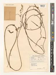 Image result for Convolvulus aschersonii