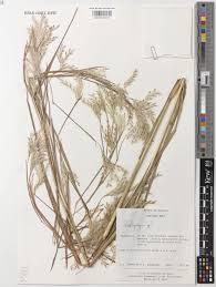 Image result for Schizachyrium sanguineum