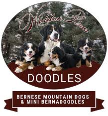 Our puppies are raised on our family farm with tons of love and attention from our family. Mini Bernedoodles Bermese Mountain Dogs Hidden Pines Doodles