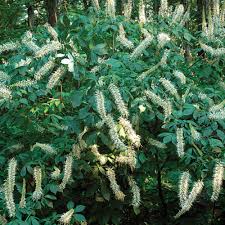 Image result for Hippocratea parviflora