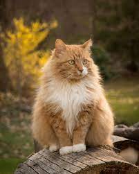 Cat On Log Cats Norwegian Forest Cat Beautiful Cats