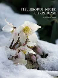Gartenplanung Der Garten Im Winter Bei Der Gartenplanung Uberlege Ich Schon Sehr Fruh Wie Der Garten Im Winter Aussehen W Christrose Gartenblog Garten