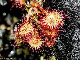 Image result for Droseraceae