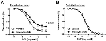 IJMS | Free Full-Text | Acute Exposure to Indoxyl Sulfate Impairs  Endothelium-Dependent Vasorelaxation in Rat Aorta