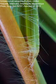 Image result for Schizachyrium sanguineum