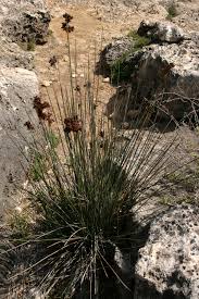 Image result for Juncus lomatophyllus