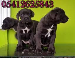 Cane Corso Irk Ozellikleri Cane Corso Baston