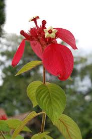 Image result for Mussaenda rivularis