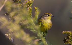 More images for yellow warbler types of yellow birds » Palm Warbler Audubon Field Guide