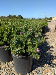 Image result for Polygala