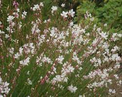 Maybe you would like to learn more about one of these? 12 No Fail Drought Tolerant Perennials For Low Water Gardens The Garden Glove